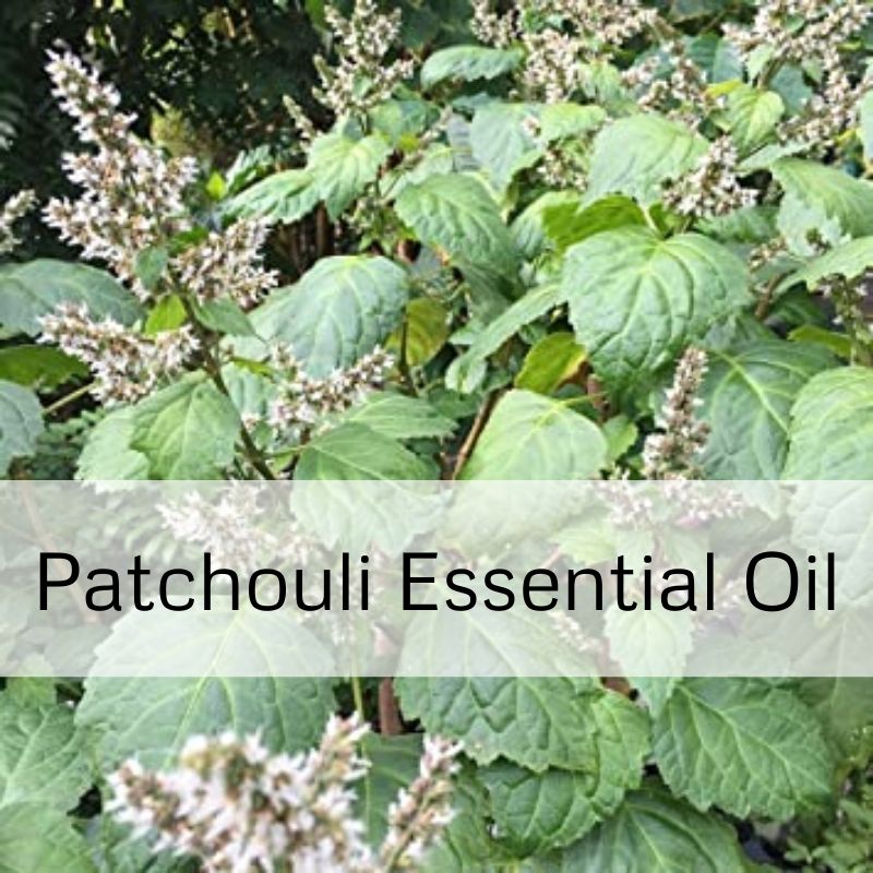 Patchouli Essential Oil