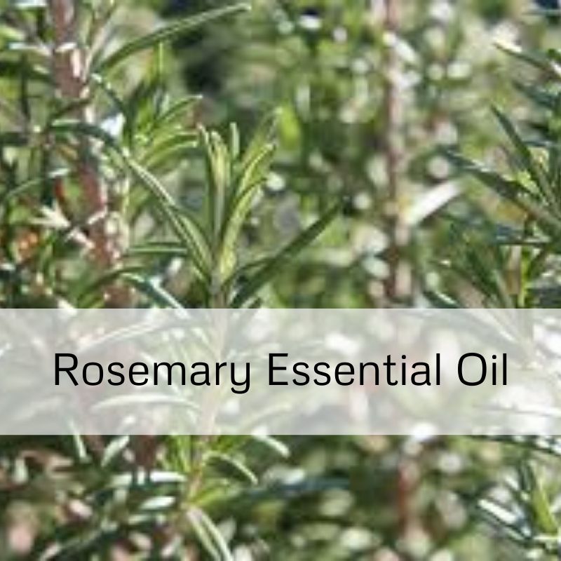 Rosemary Essential Oil