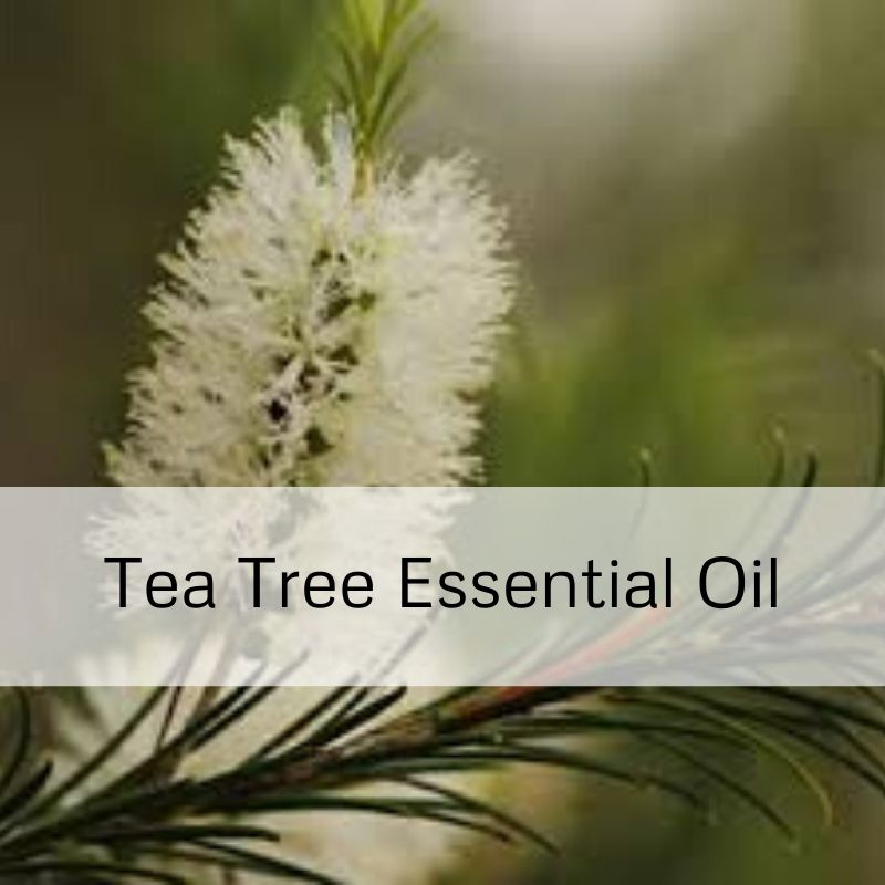 Tea Tree Essential Oil